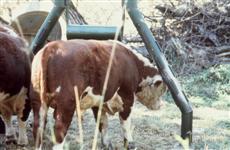 Sittner Cattle Oiler
